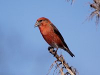 0001 Fichtenkreuzschnabel (M)